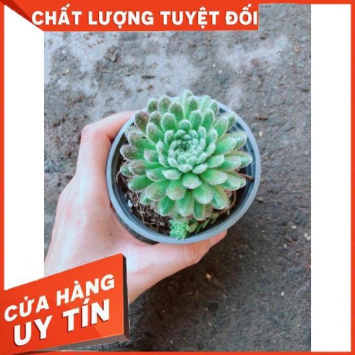 Chậu Phật Bà Nhím Xanh Nhiều Người Mua