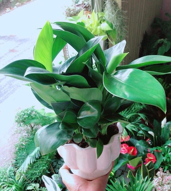 Chậu Trầu Bà Đế Vương Xanh