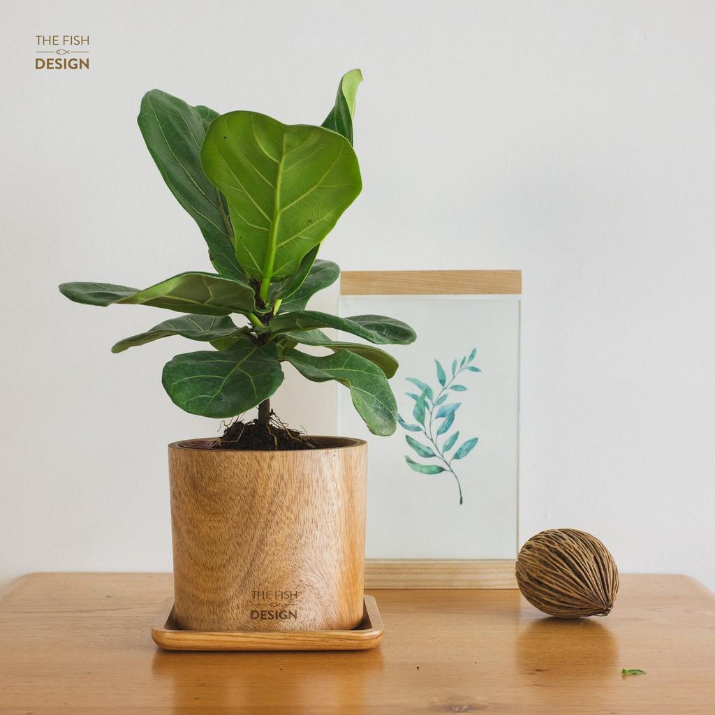 Chậu cây bàng sing hợp với người mệnh Mộc, Hỏa, người tuổi Tỵ, có tác dụng lọc không khí, thích hợp trang trí bàn làm việc, bàn lễ tân, quán cà phê,... | size L | The Fish Design