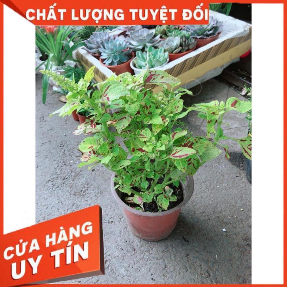Cây Lá Gấm Vàng