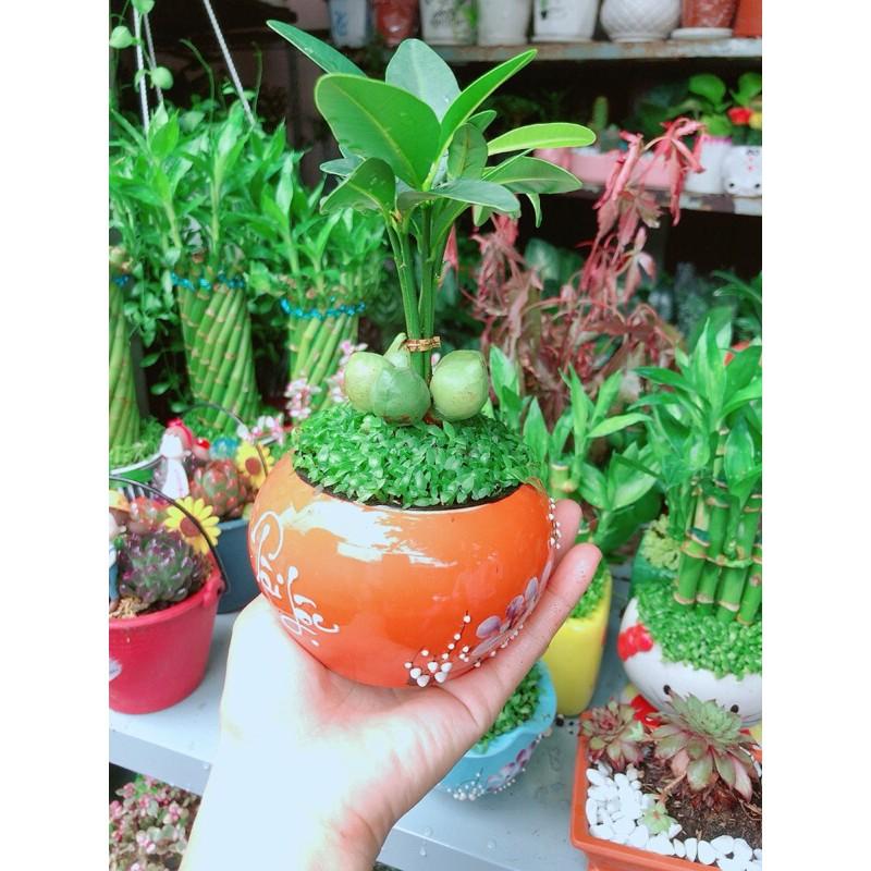 Chậu Cây May Mắn Tài Lộc