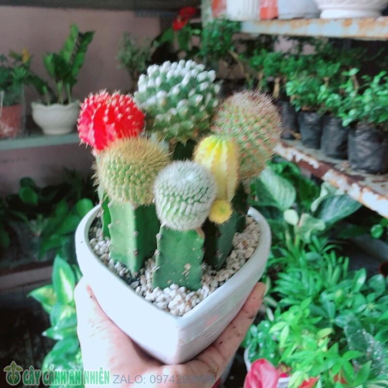 Chậu Xương Rồng Tiểu Cảnh