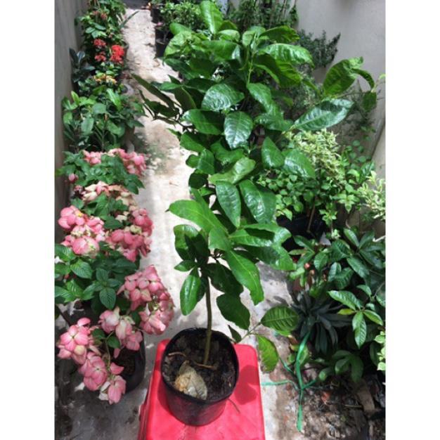 Cây mai xanh thái siêu hoa