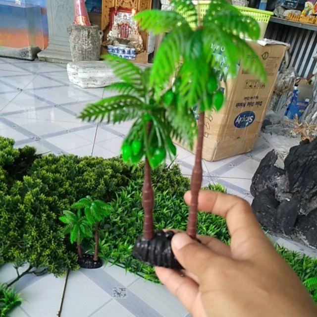 Cây cau trang trí tiểu cảnh bể cá