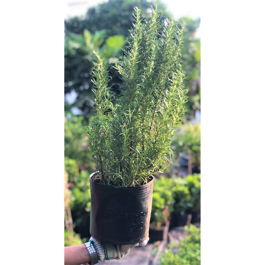 Chậu hương thảo gốc to cao 50 - 70 cm