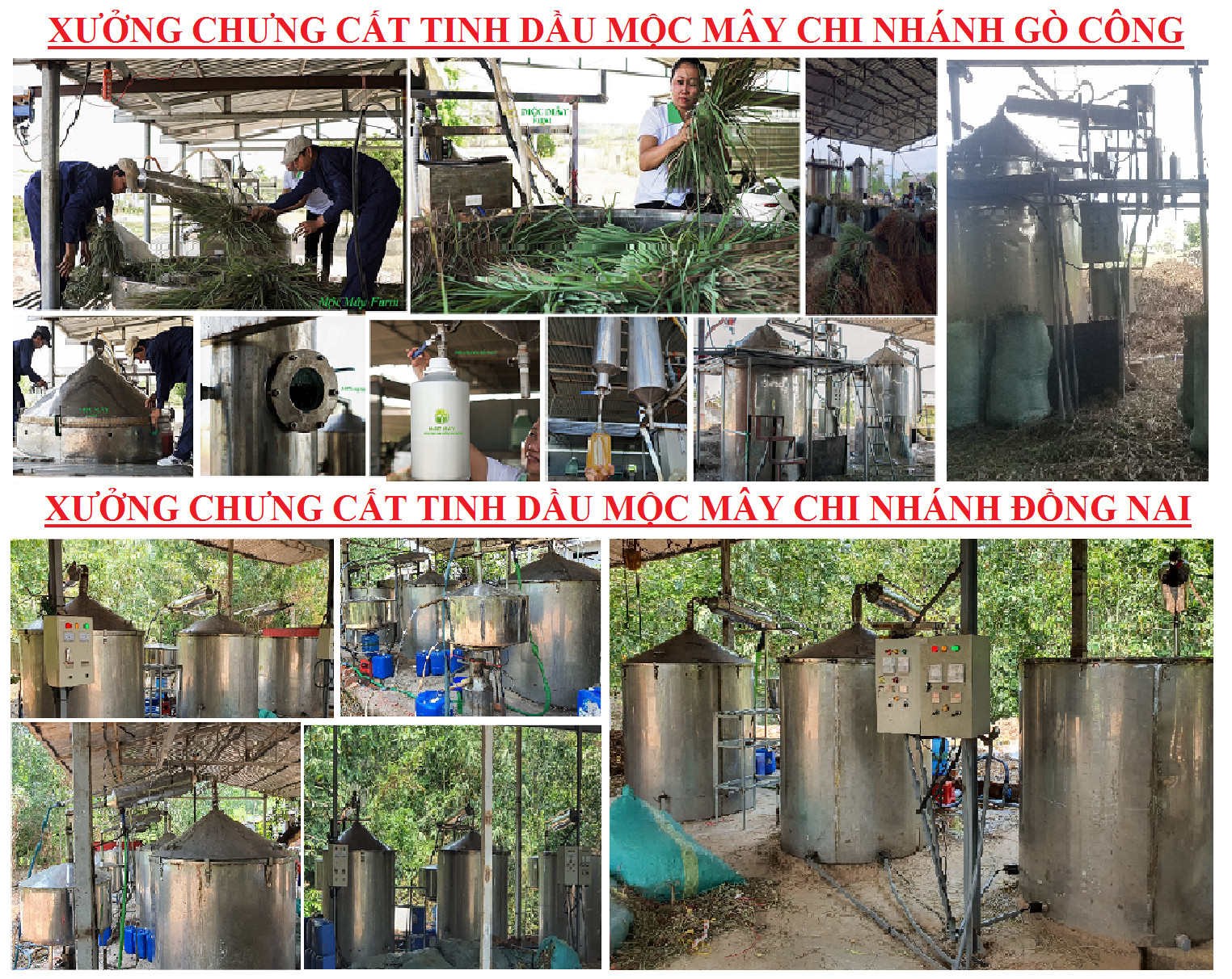 Tinh dầu Bạc hà chai 01Lít Mộc Mây - tinh dầu nguyên chất từ thiên nhiên - Có kiểm định - Chất lượng và mùi hương vượt trội