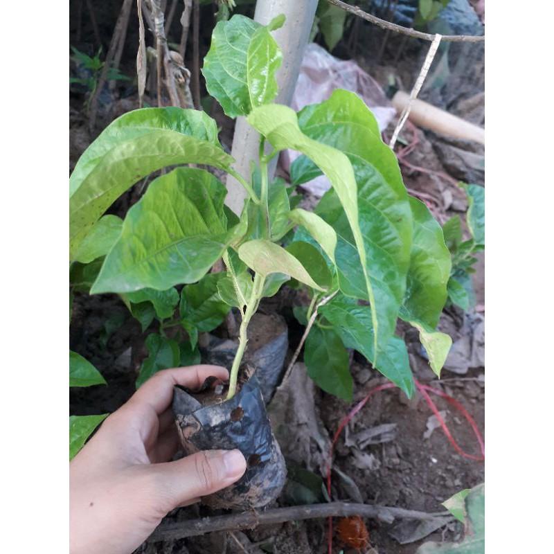 Cây Giống Chanh Leo Đài Loan
