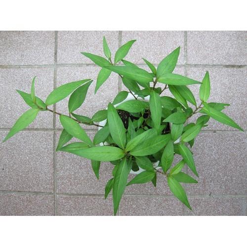 CHẬU CÂY RAU RĂM,CHẬU CÂY RAU RĂM-