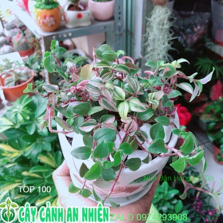 Chậu Cây Thằn Lằn Thái