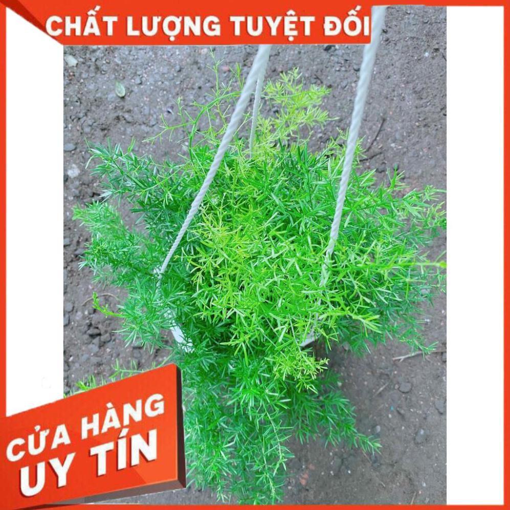 Chậu thiên môn đông Nhiều Người Mua