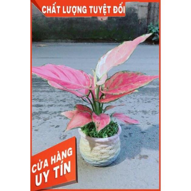 Chậu Vạn Lộc Hồng