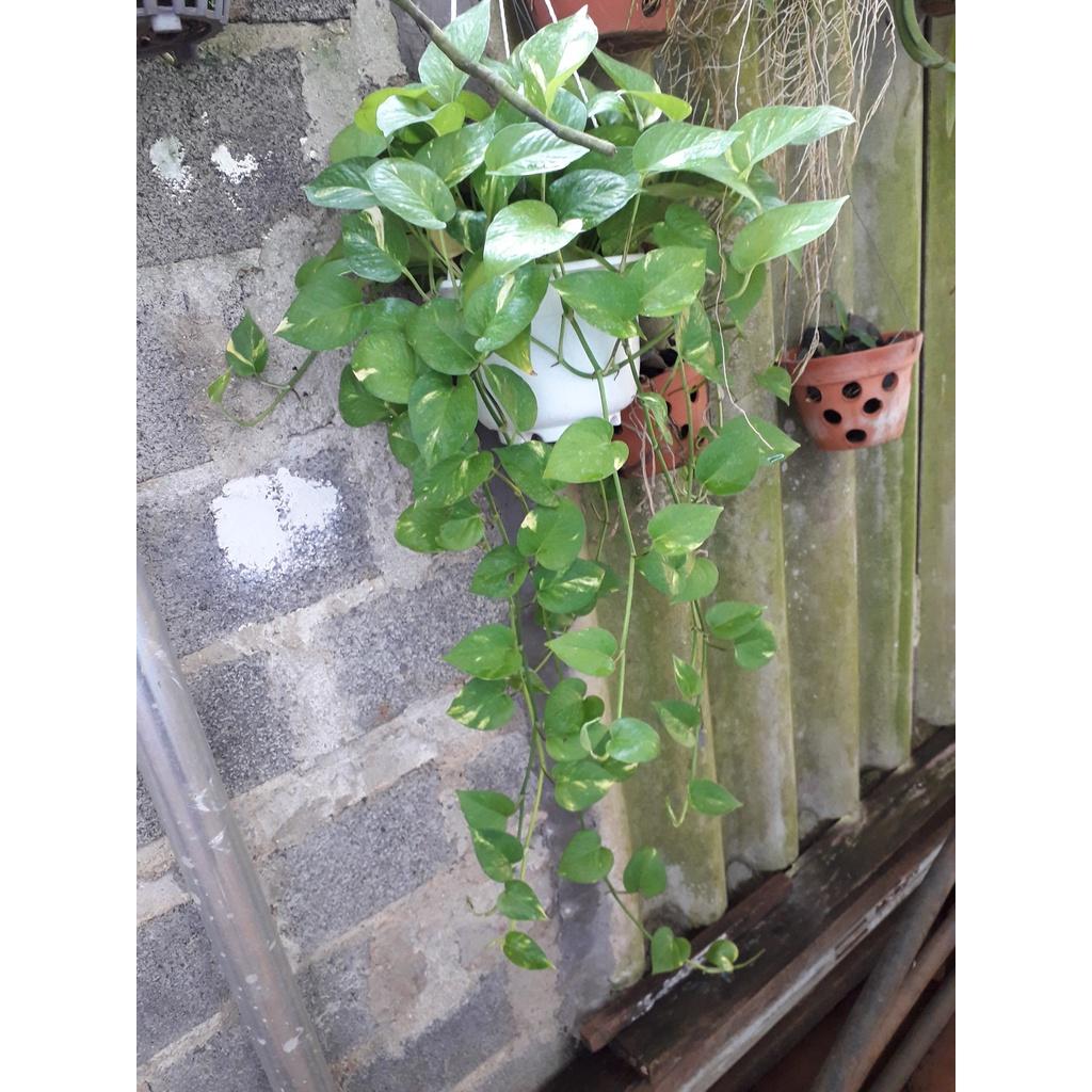 CÂY TRẦU BÀ LEO CỘT  ()