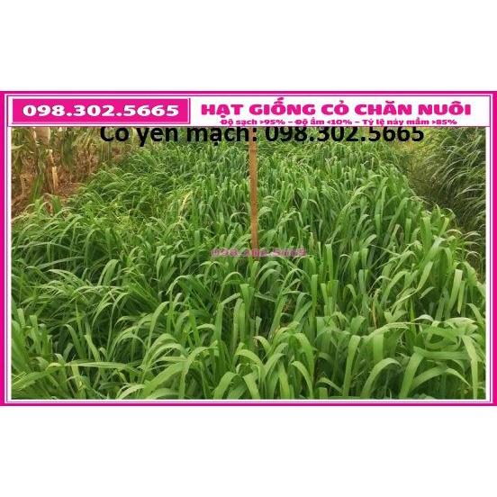 1kg Hạt giống cỏ yến mạch trong chăn nuôi - cỏ chịu lạnh , chịu sương muối