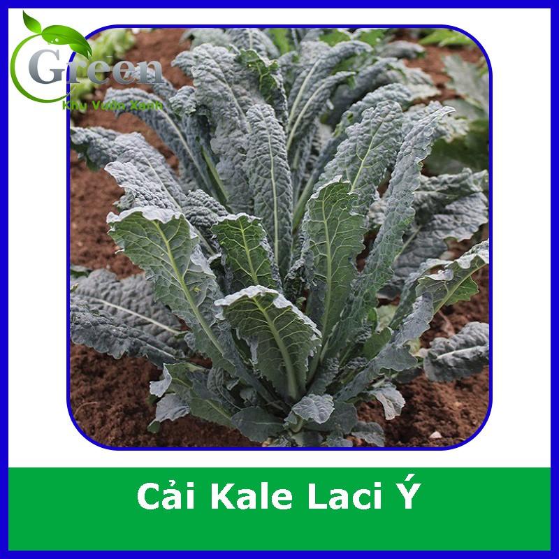 Hạt Giống Cây Cải Xoăn Kale Laci Ý (100H)