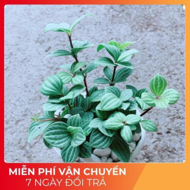 Chậu Cây Kim Cương Hột Xoàn