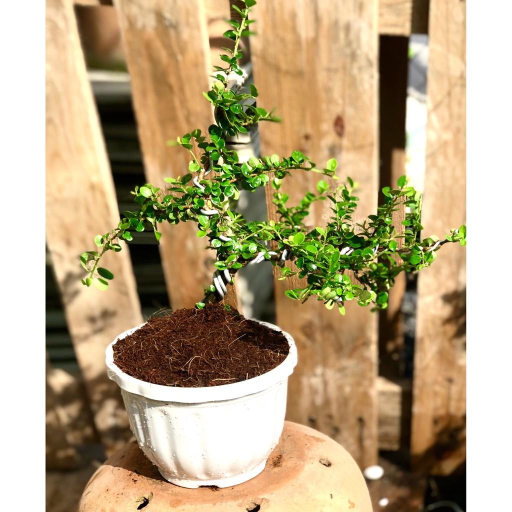 Chậu cây trà Phúc Kiến Bonsai