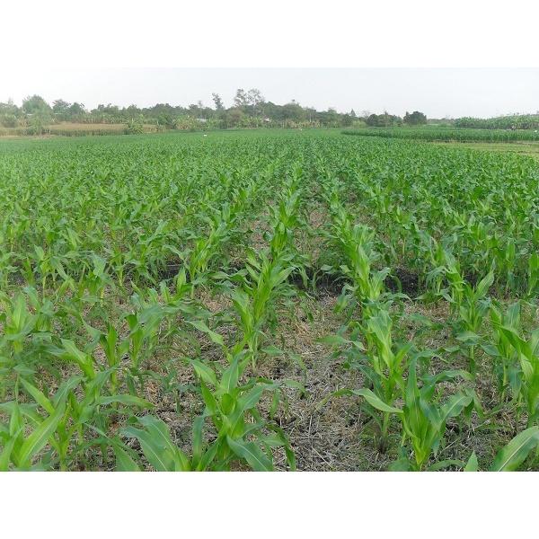 Hạt giống ngô ngọt F1 cao sản - gói 300g - bắp ngọt dẻo, thơm, hạt giống chất lượng cao, năng suất tốt