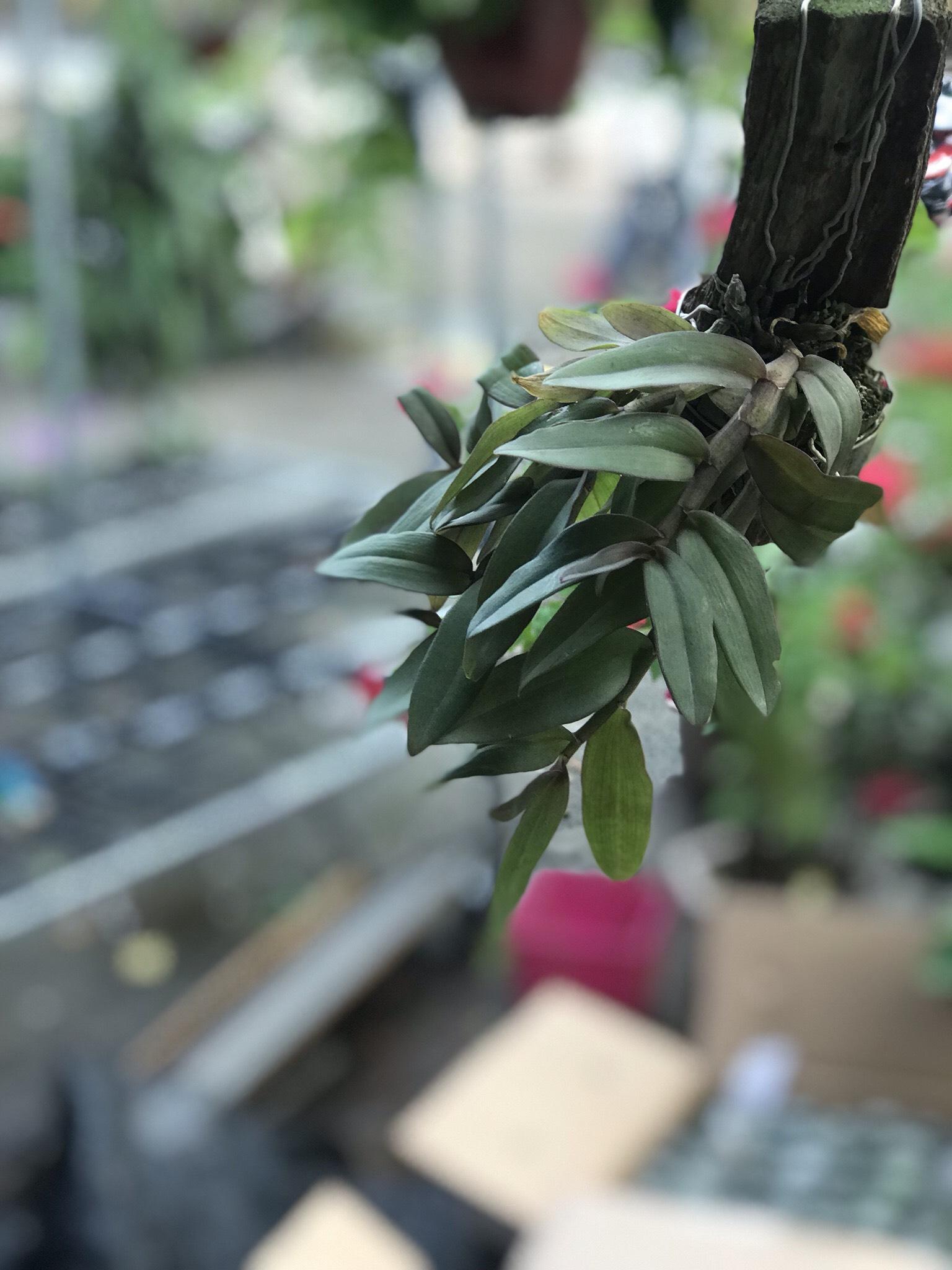 Lan Trầm Lai Phi Điệp Nhập Thái Lan - Ngắn khoang 10-15cm