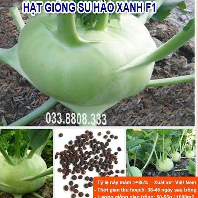 HẠT GIỐNG SU HÀO XANH 5gram - CỦ TO ĐẸP