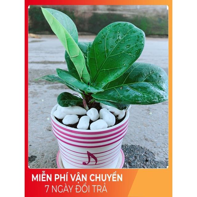 Chậu Bàng Singapore