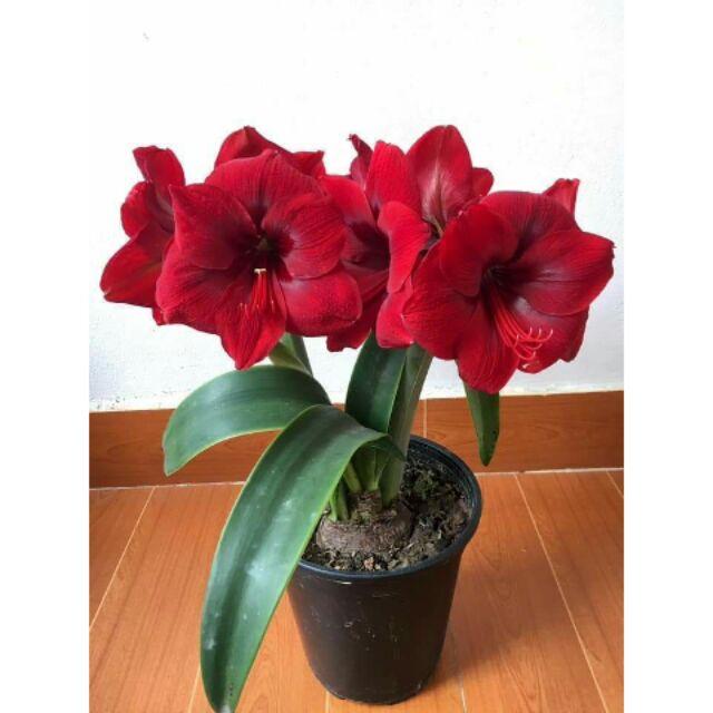 Củ hoa huệ tây 'đỏ gáo "- củ size teen