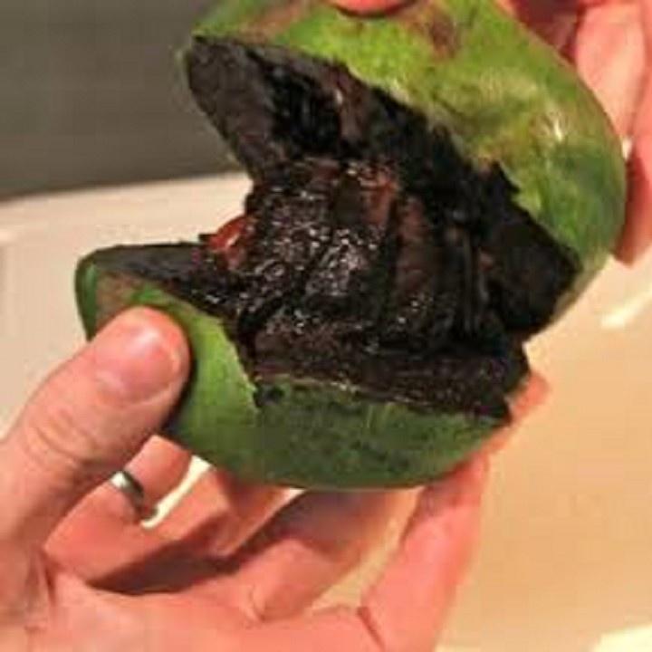 CÂY GIỐNG HỒNG ĐEN SOCOLA