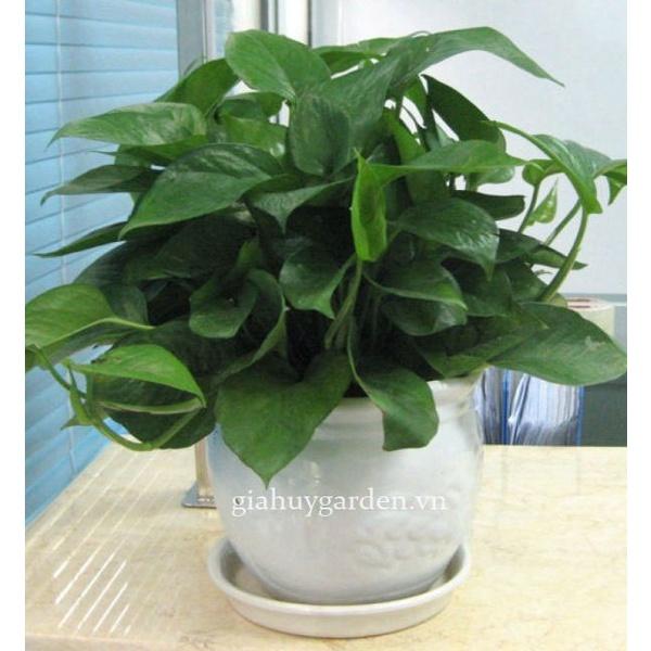 CHẬU CÂY TRẦU BÀ LÁ XANH
