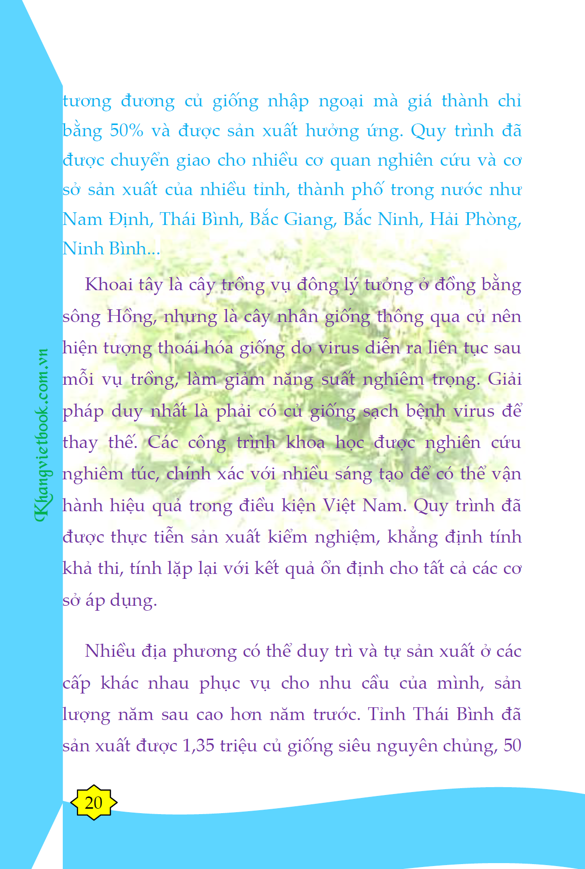 Bí Quyết Thành Công Kĩ Thuật Trồng Khoai Tây Hiệu Quả - KV