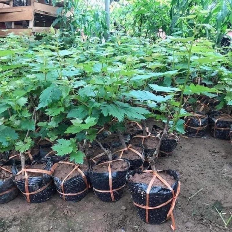 Cây giống nho ngón tay Úc, Mỹ gửi cây như 3 ảnh cuối 8 tháng cho quả