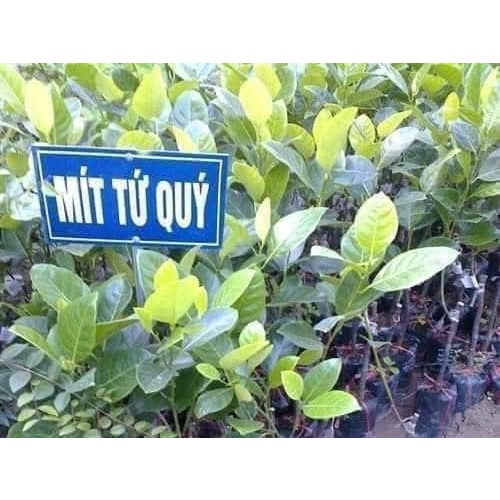 Ây Giống Mít nghệ tứ quý