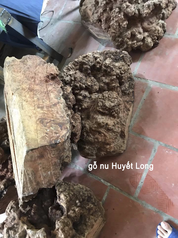 Vòng Tay Gỗ Nu Huyết Long  Trừ tà ma, giảm tai ương - đem lại tài lộc, sức khỏe, bình an - Bracelet of HAHANCO