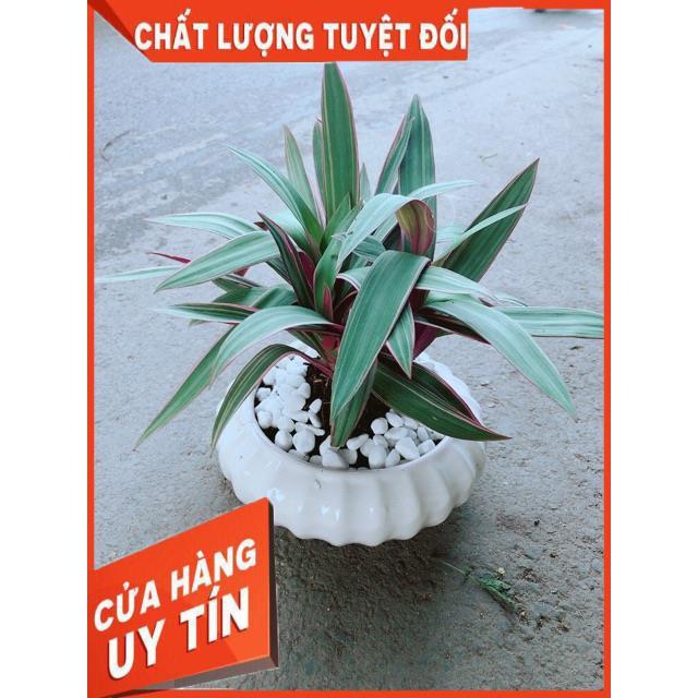 Chậu Cây Bảy Sắc Cầu Vòng