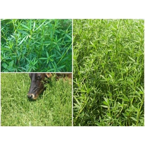 Hạt Giống Cỏ Chăn Nuôi Stylo  KNS3738 - Gói 50gram