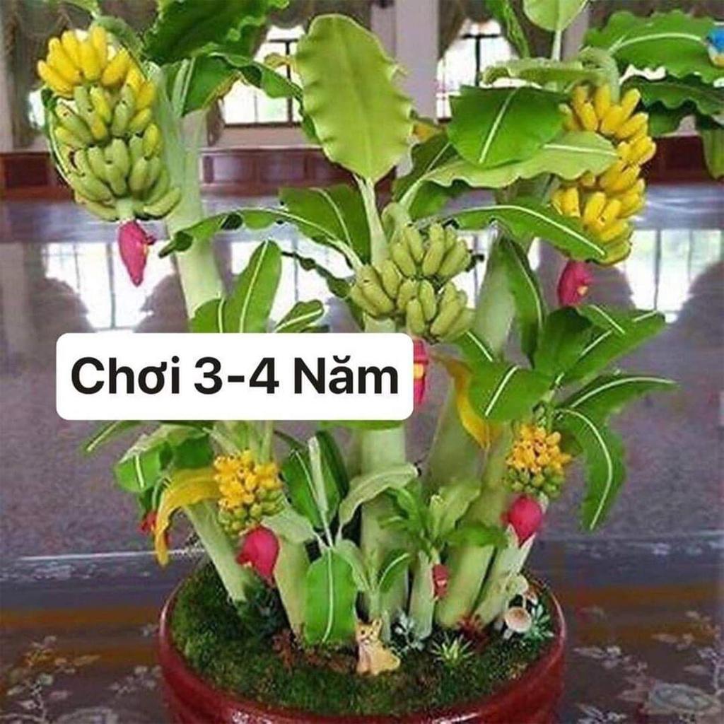 Cây giống chuối cảnh mini (trồng chậu mini - ăn trái được)