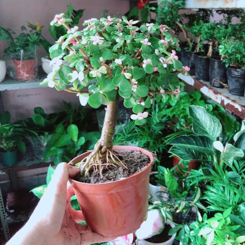 Cành Vàng Lá Ngọc Cổ Thụ