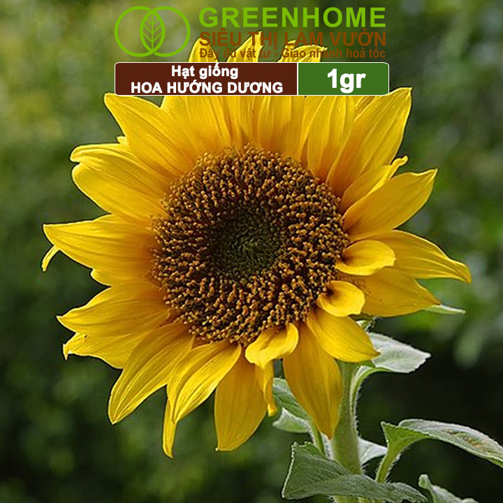 Hạt Giống Hoa Hướng Dương Greenhome, Gói 2gr, Sai Hoa, Màu Rực Rỡ, Dễ Trồng, Nảy Mầm Cao H03
