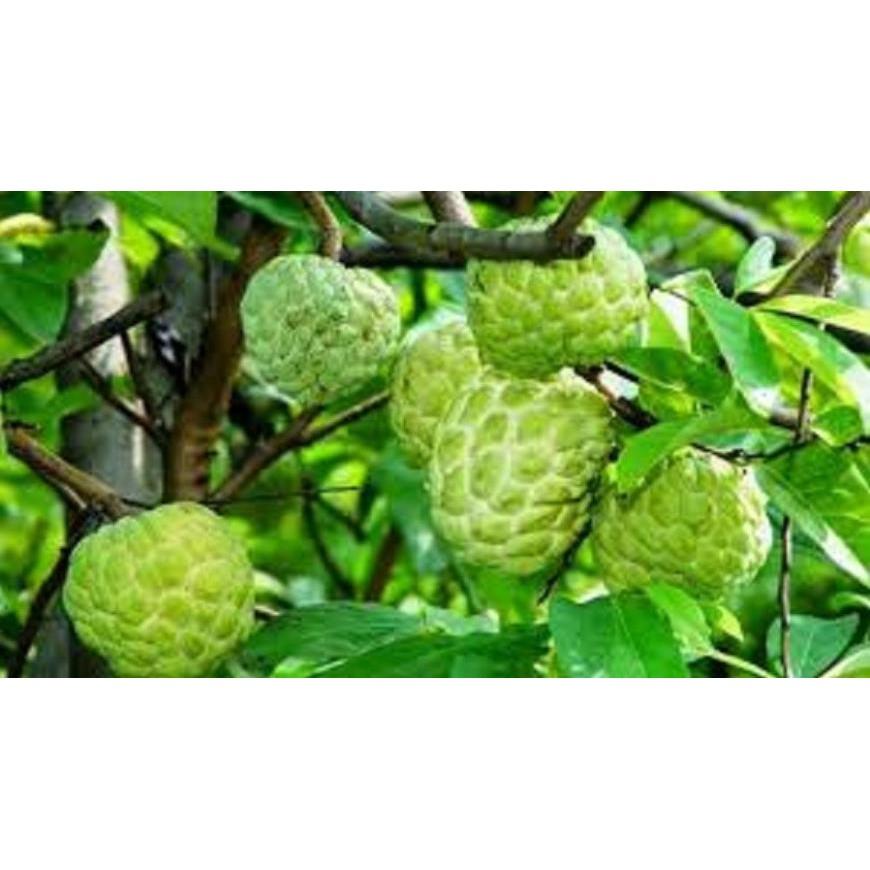 NA THÁI LAN - CÂY GIỐNG F1