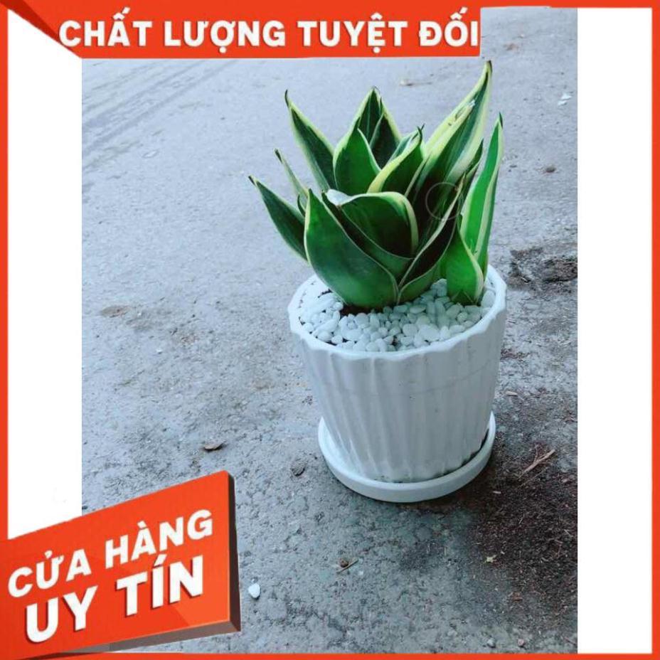 Chậu Lưỡi Hổ Thái Nhiều Người Mua