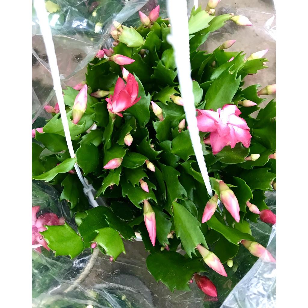 Chậu hoa Tiểu Quỳnh màu đỏ