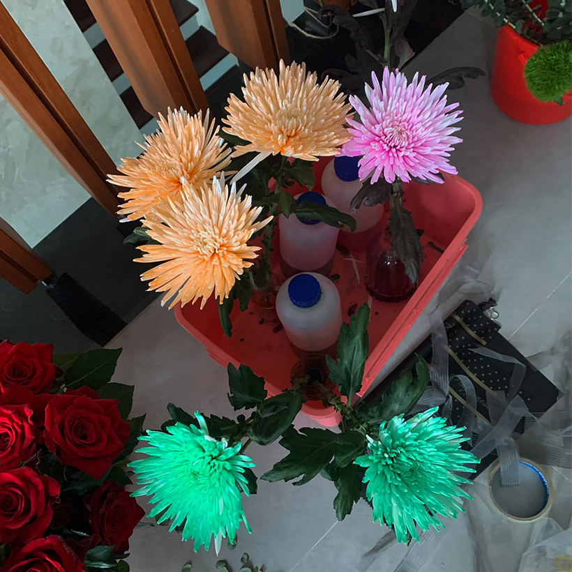 Dung Dịch Nhuộm Hoa Cắt Cành Đổi Màu theo Công Nghệ Israel giúp hoa nhuộm đổi màu theo ý muốn – The Color Sodium for Fresh Flowers