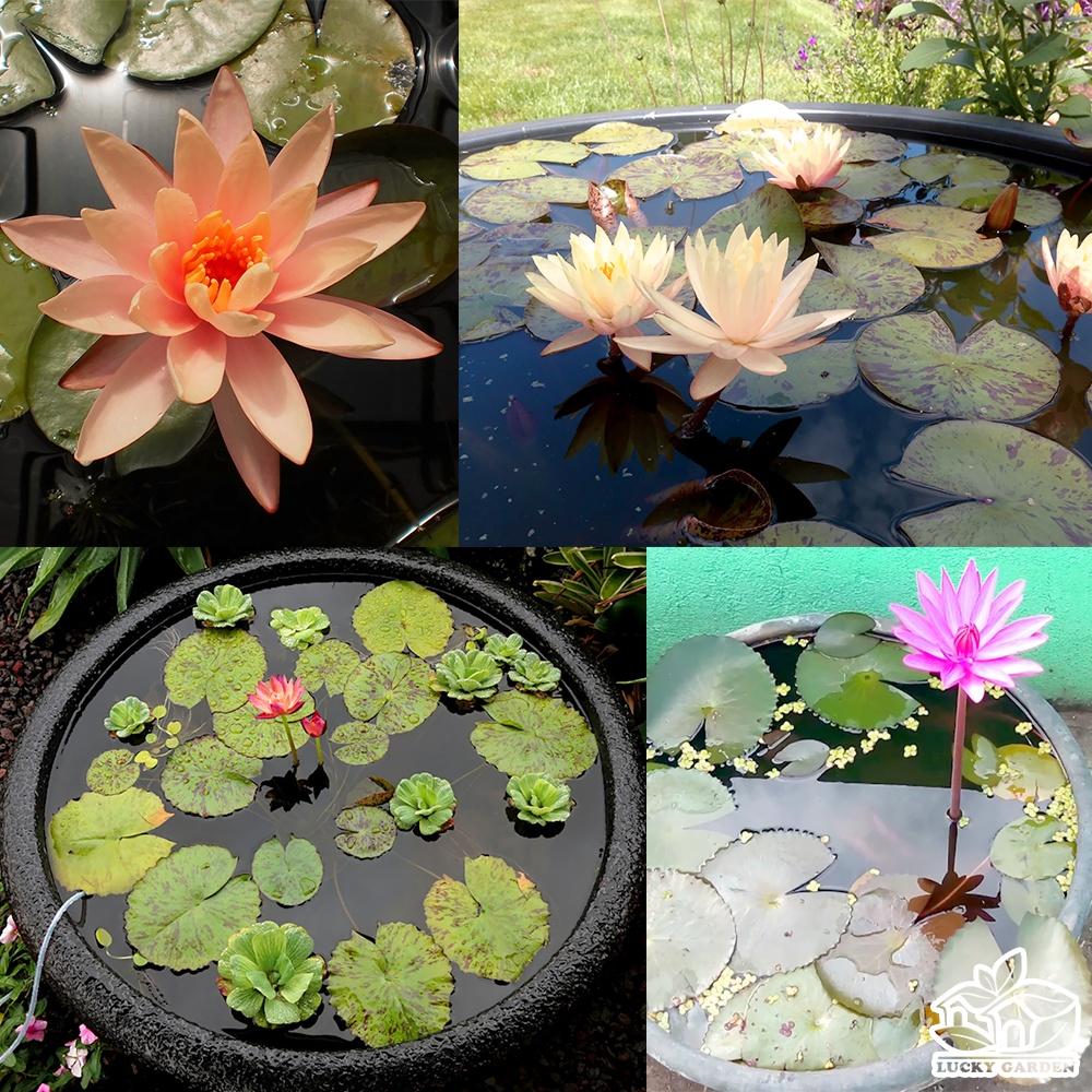 Củ giống hoa súng Thái - củ đẹp, khỏe, có đủ màu