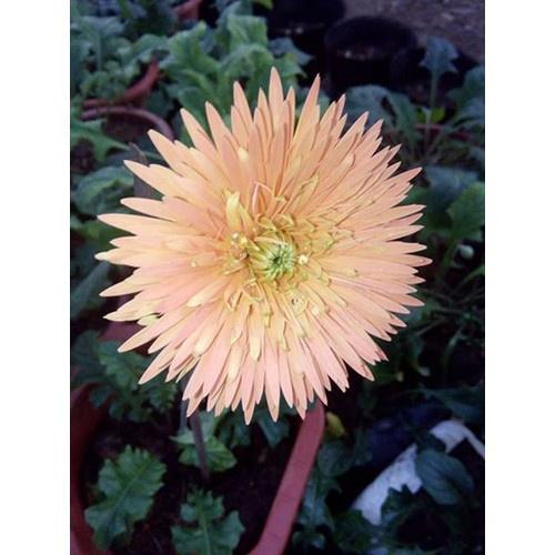 COMBO 5 CÂY GIỐNG HOA ĐỒNG TIỀN CỔ CÁNH KÉP