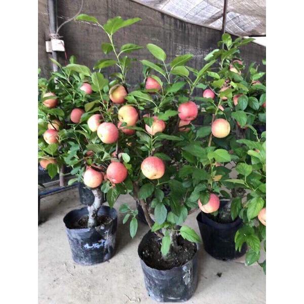 Hạt giống cây táo lùn đỏ KNS3482 - Gói 10 hạt