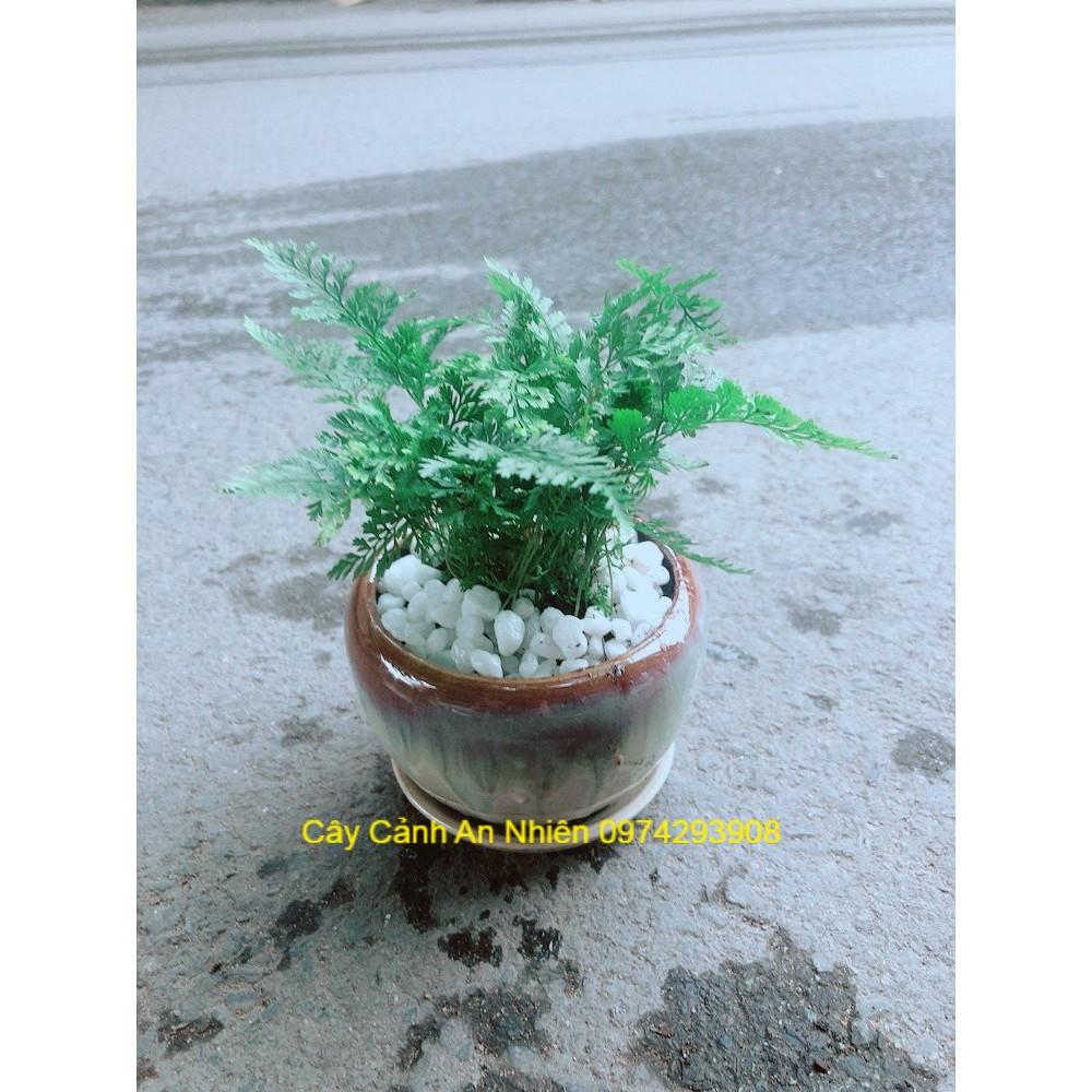 Chậu Dương Sỉ Nhật