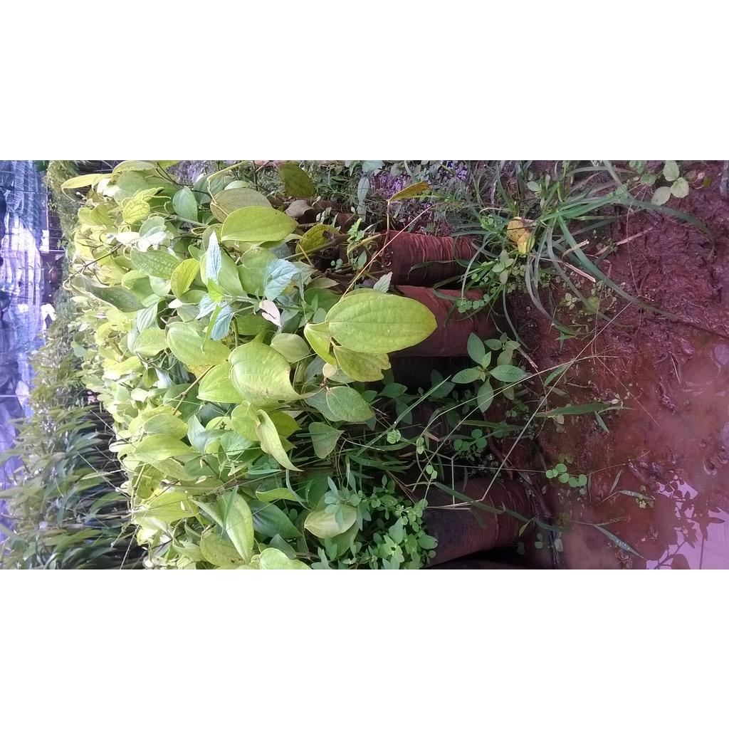 Cây giống Tiêu Chùm Thekken.