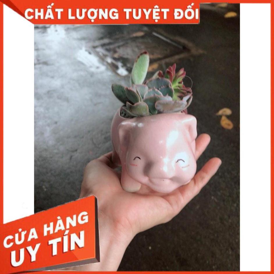 Chậu sen đá tiểu cảnh Nhiều Người Mua