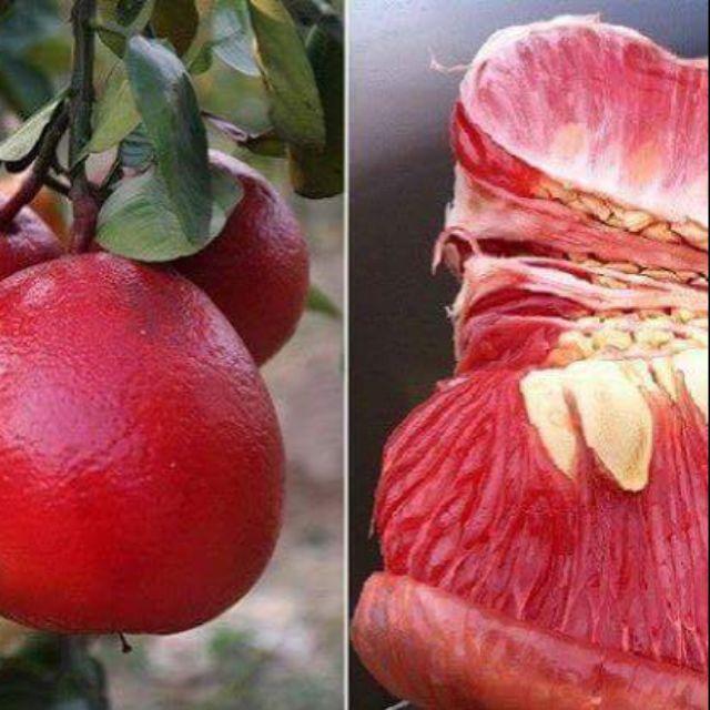 Cây giống bưởi đỏ luận văn