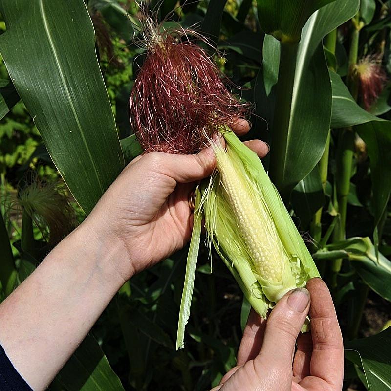 Hạt giống bắp non BABY CORN 444 gói 10gr