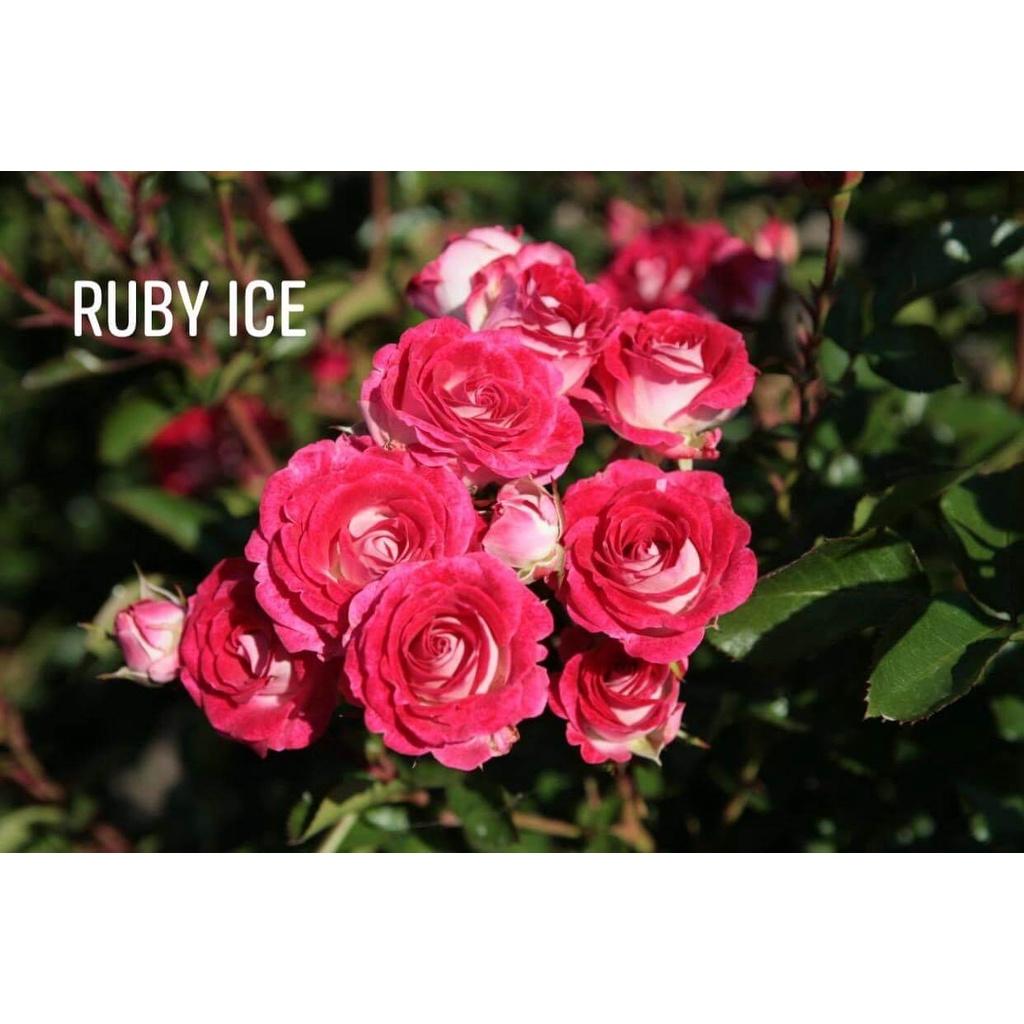Hoa hồng ngoại Rubi Kim Cương Rose cực Hot
