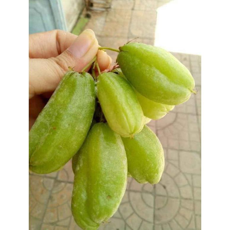Cây khế Tàu... 6 tháng cây cho trái